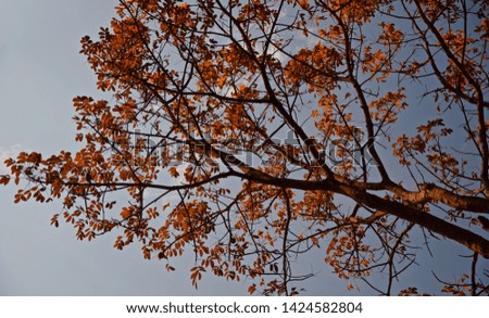 A tree with orange leaves in the autumn season unique natural photo