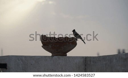 bird drinking at water pot