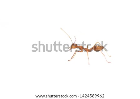 Red ant isolated on white background and copy space