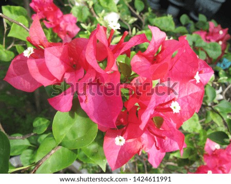 ropical Plant, Beautiful Red Bougenville Flower Photography               