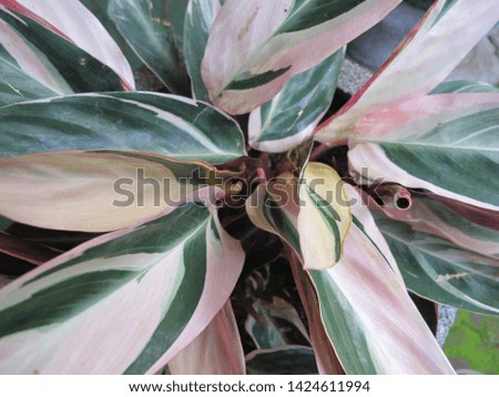 Tropical Plants, With Green And White Colors Leaves 