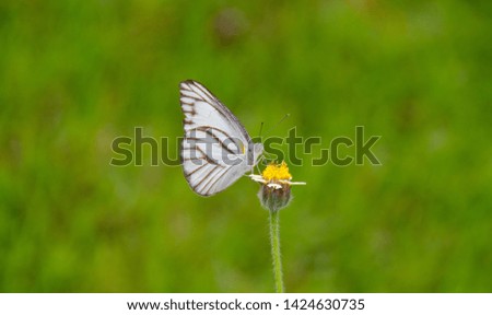 Butterfly on flower in green garden Royalty-Free Stock Photo #1424630735