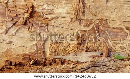 borer or termite trail left in a log