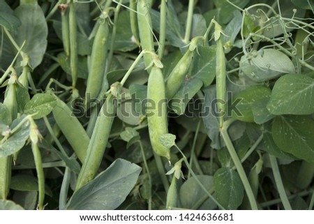 Close up view of fresh green pea(Pisum sativum) on plant growing on the organic farm.Food concept and agriculture background. Royalty-Free Stock Photo #1424636681