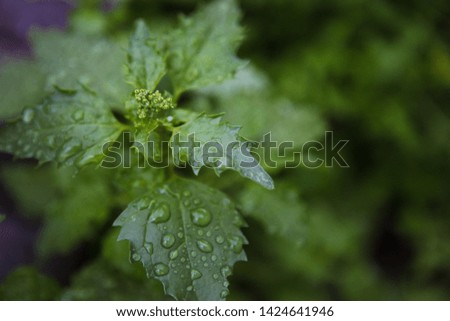 rain drops dew on green leaves