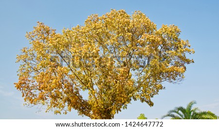 Yellow leaves of a tree with blue sky background photo