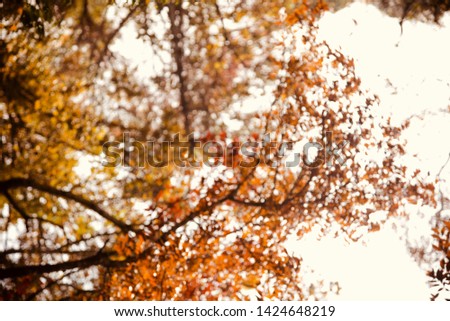 Blurry colourful tree leaves unique natural photo