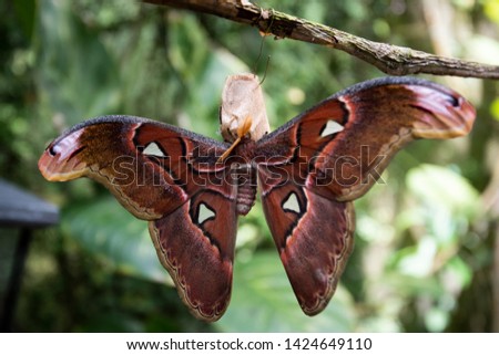 closeup of a beautiful butterflycloseup of a beautiful butterfly