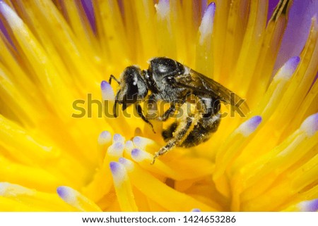 Bee on the yellow flower Royalty-Free Stock Photo #1424653286