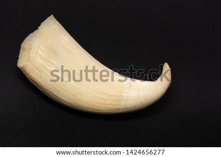 Sperm Whale tooth isolated on black background, whale teeth were commonly puchased from Cheyne Beach Whaling Station before its close in 1978. Albany Western Australia. Royalty-Free Stock Photo #1424656277