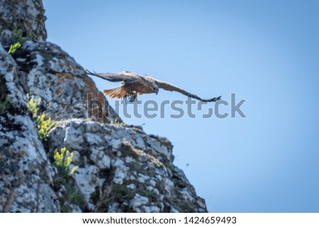 Isolated Long-legged Buzzard female bird in flight with pray on her way to the nest in the wild- Romania