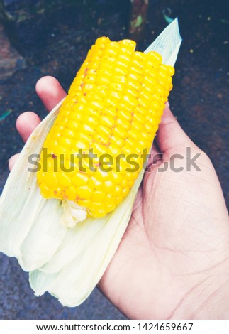 This  is  a picture  of  corn  that's  half  cut n in  local  language  we  call  "macca" 