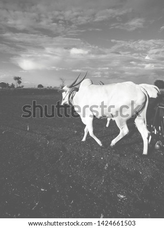 This  is  picture  where  ploughing  is  done  with  help  of  Bullocks with  beautiful  weather  n just  thought  black  n white  would  be  the  best  click . 