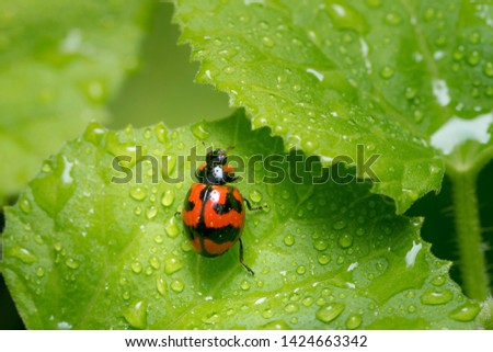 Close-up pictures of red ladybug on wet green leaves
