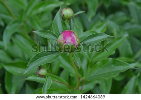 Gardening. Home garden, flower bed. House, field, farm, village. Green leaves, bushes. Flower Peony. Paeonia, herbaceous perennials and deciduous shrubs. Young buds
