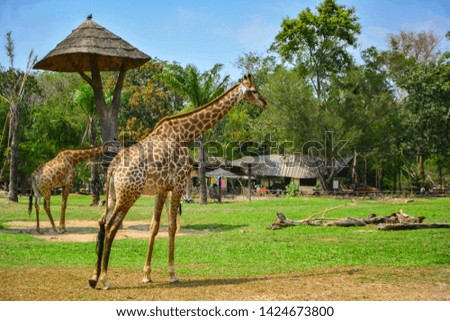 Giraffes in the zoo on a bright holiday