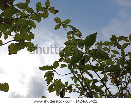 photo of the tree from the bottom visible leaves and the sky with the blue color adorn this picture