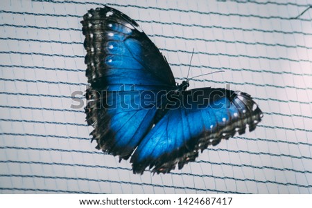 amazing urban blue and black butterfly