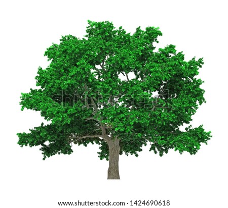 Tree isolated on white background for graphic decoration, suitable for both web and print media