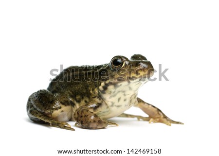 Mink Frog (Lithobates septentrionalis) on a white background