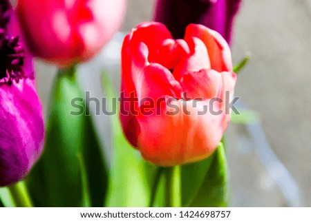pictured in the photo bouquet of pink and purple tulips in a vase