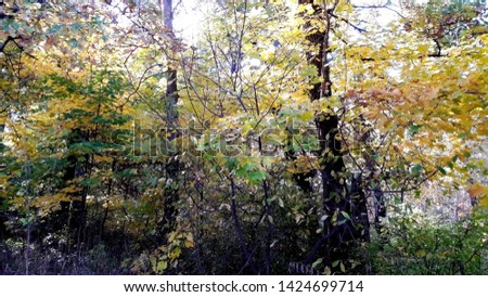 pictured in the photo trees in the fall with yellow , red, and green leaves