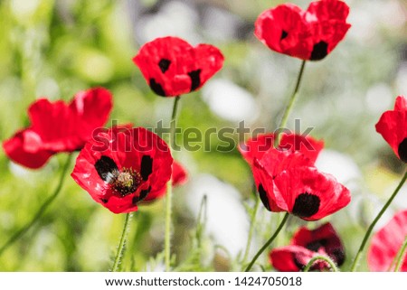 Ladybird Poppy or the Caucasian scarlet poppy (Papaver commutatum,) is a species of flowering plant native to northern Turkey, 