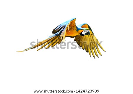 colorful flying (macaw) parrot ,isolated on white background,(photo blurred.)