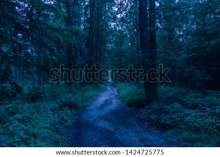Scary dark blue forest during the morning