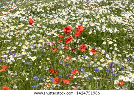 Meadow in bloom, poppies, maguerites, and cornflowers. Polish landscape.  