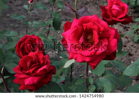 evening garden rose blossoms closeup