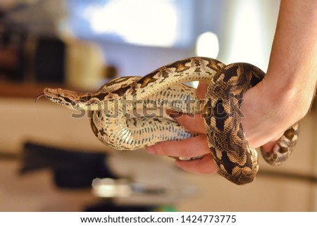 python on the arm, snake on the arm, man holds the python, python close-up Royalty-Free Stock Photo #1424773775