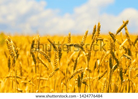 Wheat field in summer next to a blue sky with clouds on a sunny day. Beautiful nature background with selective focus