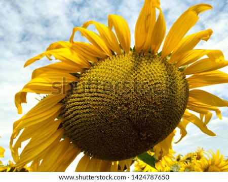 Yellow sunflower is blooming in the middle, sunflower seeds are popular as snacks. Useful to the body