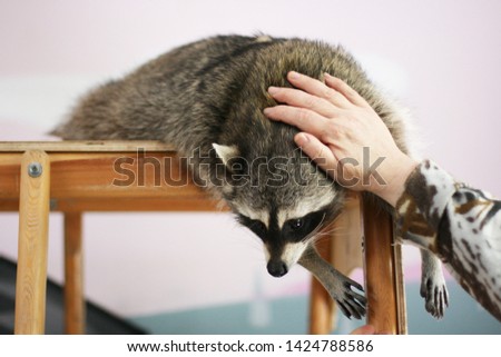 Adorable raccoon laying on the wooden shelving.