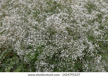 Gypsophila has many small white flowers on delicate green branches, creating a clean and gentle atmosphere.