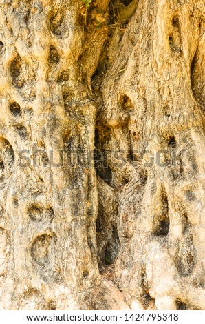 Close up Olive tree's bark