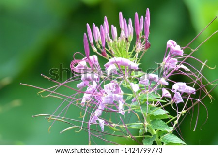 Pink Cleome is blooming pretty.