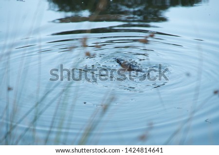 Wild platypus swimming in a pond at dusk in Australias snowy mountain region