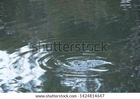 Ripples in a pond caused by a wild platypus diving in Australia