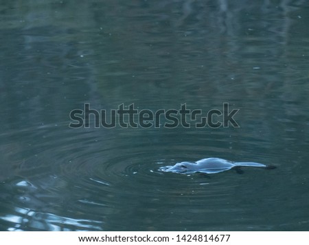 Wild platypus swimming in a pond at dusk in Australias snowy mountain region
