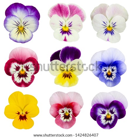 Set of pansies isolated on white background. Top view.