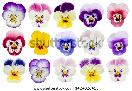 Set of pansies isolated on white background. Top view.