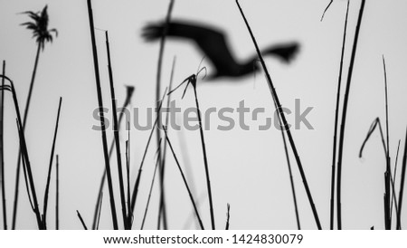 Isolated single Marsh Harrier bird soaring the sky in the wild- Danube Delta Romania