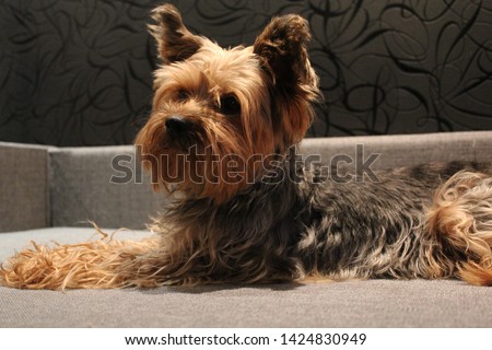 Macro photo animal dog Yorkshire terrier. Texture background puppy dog ​​Yorkshire terrier sitting on the bed. Image puppy pet yorkie terrier