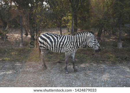 a big zebra in the zoo 