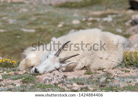 Mountain Goat taking a nap on Mount Evans, Colorado. Royalty-Free Stock Photo #1424884406
