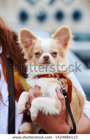 Closeup portrait of a Chihuahua breed dog in the open air