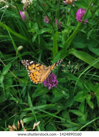 Vanessa cardui butterfly with open wings sitting on pink flower of clover in the green meadow 