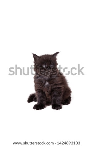 little cute black maine coon kitten on white background